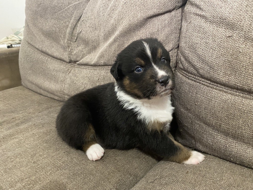 De l'Aeterni Amoris - Berger Australien - Portée née le 27/05/2021